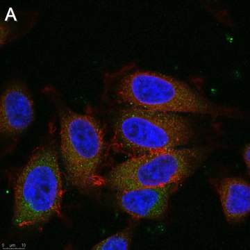 Anti-Dynein Antibody, clone 74.1 ZooMAb&#174; Mouse Monoclonal recombinant, expressed in HEK 293 cells