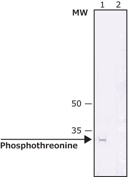 Anti-Phosphothreonine antibody, Mouse monoclonal clone PTR-8, purified from hybridoma cell culture