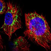 Anti-DCAF5 antibody produced in rabbit Prestige Antibodies&#174; Powered by Atlas Antibodies, affinity isolated antibody, buffered aqueous glycerol solution