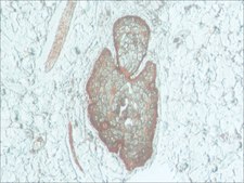 Anti-Podoplanin antibody produced in rabbit ~1&#160;mg/mL, affinity isolated antibody, buffered aqueous solution