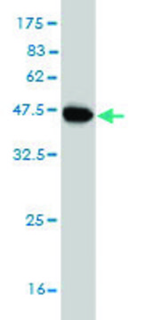 Monoclonal Anti-SRPK1 antibody produced in mouse clone 6G9, purified immunoglobulin, buffered aqueous solution