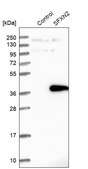 Anti-SFXN2 antibody produced in rabbit Prestige Antibodies&#174; Powered by Atlas Antibodies, affinity isolated antibody, buffered aqueous glycerol solution