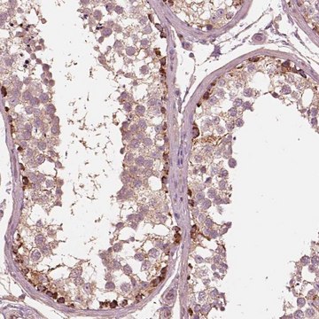 Anti-STK33 antibody produced in rabbit Prestige Antibodies&#174; Powered by Atlas Antibodies, affinity isolated antibody
