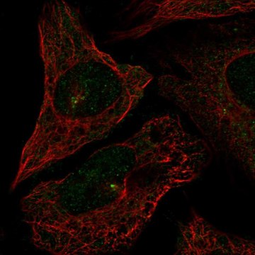 Anti-CEP72 antibody produced in rabbit Prestige Antibodies&#174; Powered by Atlas Antibodies, affinity isolated antibody