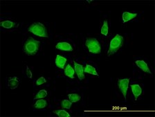 Monoclonal Anti-LZTFL1 antibody produced in mouse clone 7F6, purified immunoglobulin, buffered aqueous solution