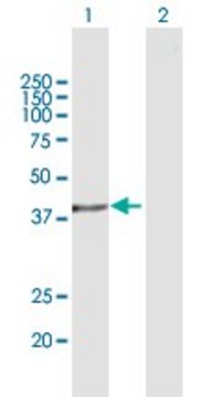 Anti-ASNA1 antibody produced in mouse purified immunoglobulin, buffered aqueous solution