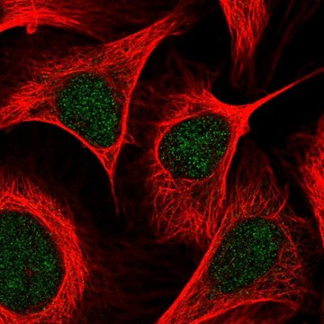 Anti-KAT2B antibody produced in rabbit Prestige Antibodies&#174; Powered by Atlas Antibodies, affinity isolated antibody