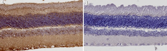 Anti-Cone Arrestin Antibody Chemicon&#174;, from rabbit