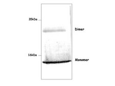 Anti-S100A12 Antibody Chemicon&#174;, from rabbit