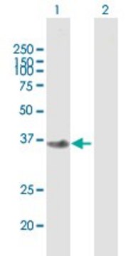 Anti-FBXO2 antibody produced in mouse purified immunoglobulin, buffered aqueous solution