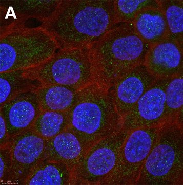 Anti-Interferon &#945;-2 Antibody, clone 1E13 ZooMAb&#174; Rabbit Monoclonal recombinant, expressed in HEK 293 cells