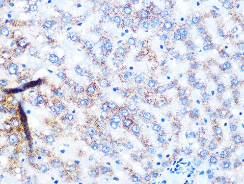 Anti-NDUFS3 Antibody, clone 2R6F5, Rabbit Monoclonal
