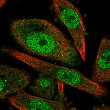 Anti-CCNH antibody produced in rabbit Prestige Antibodies&#174; Powered by Atlas Antibodies, affinity isolated antibody