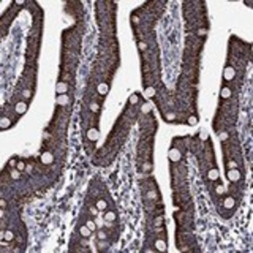 Anti-RCE1 antibody produced in rabbit Prestige Antibodies&#174; Powered by Atlas Antibodies, affinity isolated antibody, buffered aqueous glycerol solution