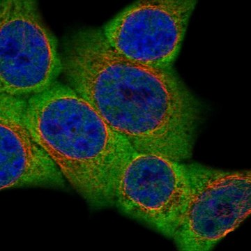 Anti-Dlgap5 Antibody Produced In Rabbit Prestige Antibodies&#174; Powered by Atlas Antibodies, affinity isolated antibody, buffered aqueous glycerol solution