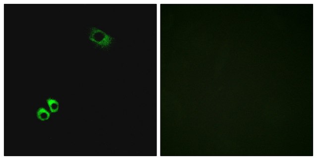 Anti-GPRC6A antibody produced in rabbit affinity isolated antibody