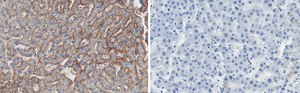 Anti-Aquaporin-9 Antibody, clone 1E4 ZooMAb&#174; Rabbit Monoclonal recombinant, expressed in HEK 293 cells