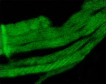 Monoclonal Anti-Myosin (Skeletal, Fast) antibody produced in mouse clone MY-32, ascites fluid