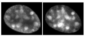 Anti-Histone H3.1 Antibody, clone 1D4F2 clone 1D4F2, 1&#160;mg/mL, from rat