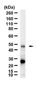 Anti-CXCR5 Antibody, clone 1G22 ZooMAb&#174; Rabbit Monoclonal recombinant, expressed in HEK 293 cells
