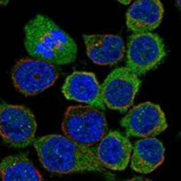 Anti-RASGRP2 antibody produced in rabbit Prestige Antibodies&#174; Powered by Atlas Antibodies, affinity isolated antibody, buffered aqueous glycerol solution