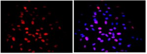 Anti-Human Nuclei Antibody, clone 235-1, Biotin Conjugate clone 235-1, from mouse, biotin conjugate