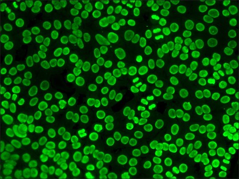 Anti-Human IgG (whole molecule)&#8722;FITC antibody produced in rabbit IgG fraction of antiserum, buffered aqueous solution