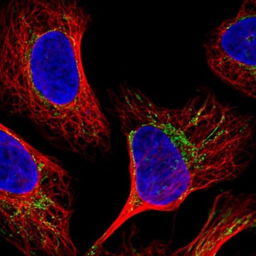 Anti-MPC1 antibody produced in rabbit Prestige Antibodies&#174; Powered by Atlas Antibodies, affinity isolated antibody