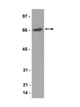 Anti-CoREST Antibody Upstate&#174;, from rabbit