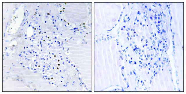 Anti-C9ORF89 antibody produced in rabbit affinity isolated antibody