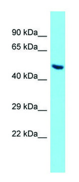 Anti-Angpt2 antibody produced in rabbit affinity isolated antibody