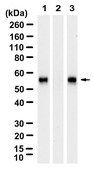 Anti-pSmad1 Ser463/465 Antibody, clone 1N12 ZooMAb&#174; Rabbit Monoclonal recombinant, expressed in HEK 293 cells