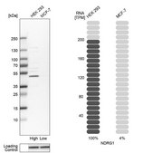 Anti-NDRG1 antibody produced in rabbit Prestige Antibodies&#174; Powered by Atlas Antibodies, affinity isolated antibody, buffered aqueous glycerol solution
