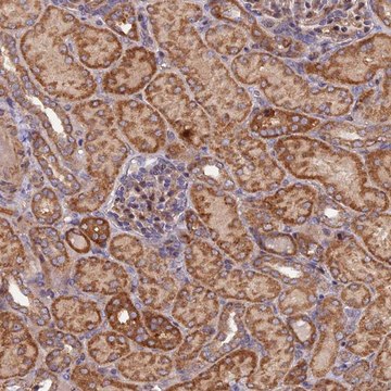 Anti-FERMT1 antibody produced in rabbit Prestige Antibodies&#174; Powered by Atlas Antibodies, affinity isolated antibody, buffered aqueous glycerol solution