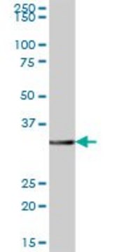 Anti-GIMAP7 antibody produced in mouse IgG fraction of antiserum, buffered aqueous solution
