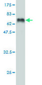 Monoclonal Anti-DCX antibody produced in mouse clone 1G12, purified immunoglobulin, buffered aqueous solution