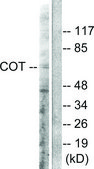 Anti-COT antibody produced in rabbit affinity isolated antibody
