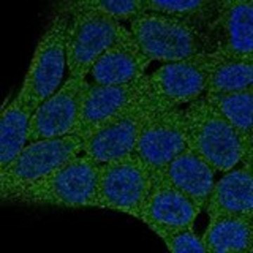 Anti-PHLPP2 antibody produced in rabbit Prestige Antibodies&#174; Powered by Atlas Antibodies, affinity isolated antibody, buffered aqueous glycerol solution