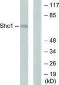 Anti-SHC antibody produced in rabbit affinity isolated antibody