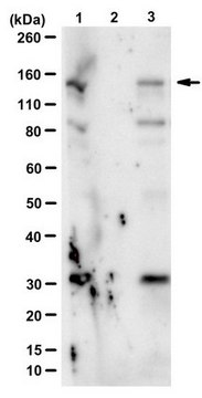 Anti-phospho-Upf1 (Ser1127) Antibody from rabbit, purified by affinity chromatography