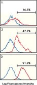 Anti-BCRP1 Antibody, clone 5D3 clone 5D3, Chemicon&#174;, from mouse