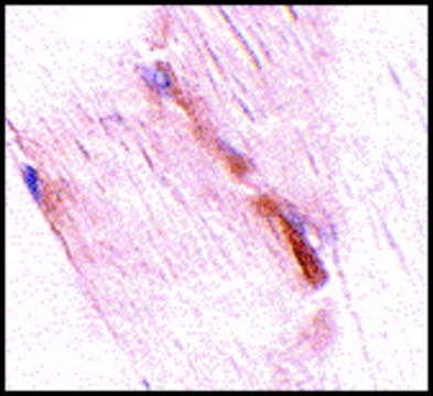 Anti-NIPSNAP2 (ab2) antibody produced in rabbit affinity isolated antibody, buffered aqueous solution