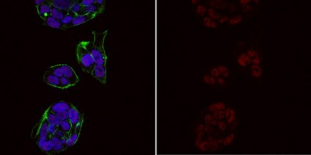 Anti-trimethyl Histone H3 (Lys4) Antibody, Alexa Fluor&#8482; 555 Conjugate from rabbit, ALEXA FLUOR&#8482; 555