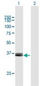 Anti-ARG2 antibody produced in mouse purified immunoglobulin, buffered aqueous solution