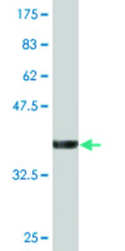 Monoclonal Anti-ZFYVE1, (N-terminal) antibody produced in mouse clone 4B2, purified immunoglobulin, buffered aqueous solution
