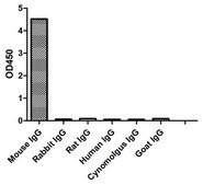 Alpaca Anti-Mouse IgG(Fc&#947;) Biotin single domain Antibody recombinant Alpaca(VHH) Nano antibody
