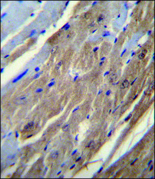ANTI-FGF16 (N-TERM) antibody produced in rabbit IgG fraction of antiserum, buffered aqueous solution