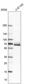 Anti-PXN antibody produced in rabbit Prestige Antibodies&#174; Powered by Atlas Antibodies, affinity isolated antibody