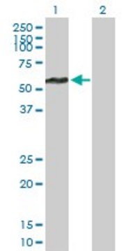 Anti-FBXL17 antibody produced in mouse purified immunoglobulin, buffered aqueous solution