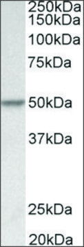 Anti-PDCD4 antibody produced in goat affinity isolated antibody, buffered aqueous solution